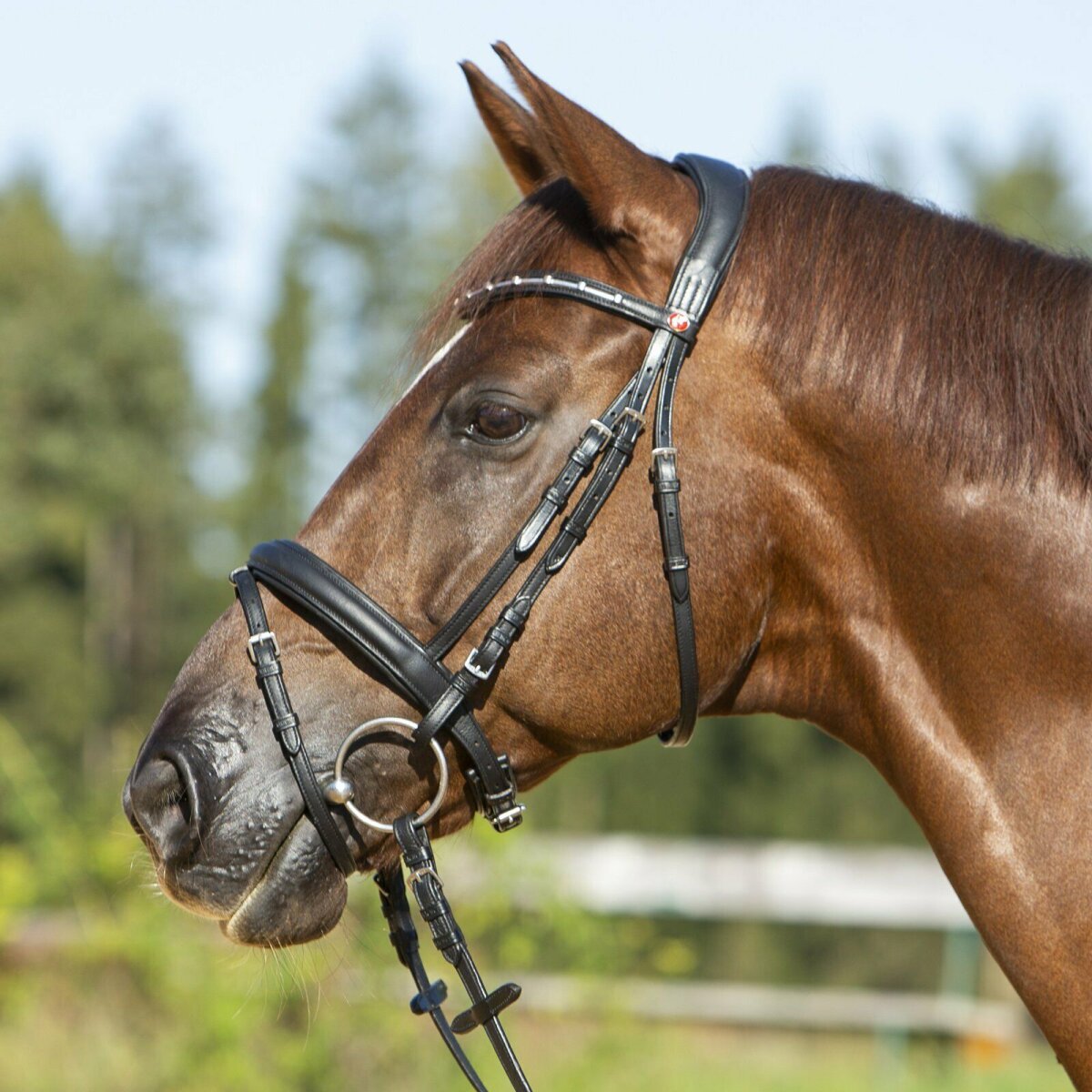 Tysons Breeches Hundehalsband Leder ‚Wave‘ – Schwarz, Wellenförmig Mit Sonnen-Conchos | Größe L/XL, Weich Unterlegt, Fest Vernäht