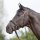 Kieffer Trensenzaum Ultrasoft® Trense engl. Reithalfter Warmblut Extra Groß