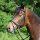Kieffer Trensenzaum Ergonomic Line Trense Warmblut Extra engl. Reithalfter