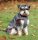 Bucas Hundemantel Freedom DOG RUG smoke grey Hundedecke 50g Isolierung HW 2025