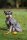 Bucas Hundemantel Freedom DOG RUG smoke grey Hundedecke 50g Isolierung HW 2025