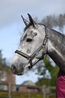Bucas Halfter Dublin Dornschnalle smoke grey HW 2025