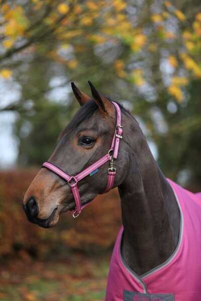 Bucas Halfter Dublin Dornschnalle raspberry HW 2025