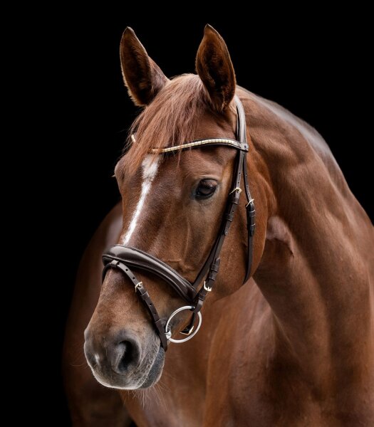 Waldhausen Trense X-Line Trensenzaum mit Clincher braun Vollblut engl. RH