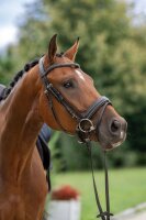 Covalliero Trensenzaum schwedisches RH schwarz Trense mit Strassstirnband