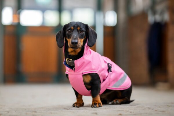 Bucas Freedom DOG RUG Aurora Pink Hundedecke Hundemantel Regenmantel FS 2026