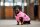 Bucas Freedom DOG RUG Aurora Pink Hundedecke Hundemantel Regenmantel FS 2026