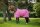 Bucas Freedom Turnout light Aurora Pink Outdoordecke 600 D Regendecke FS 2026