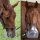 ThinLine Flexible Fressbremse Maulkorb Grasmaske Loch Durchmesser 2,5 cm Cob ( Vollblut ) - Warmblut