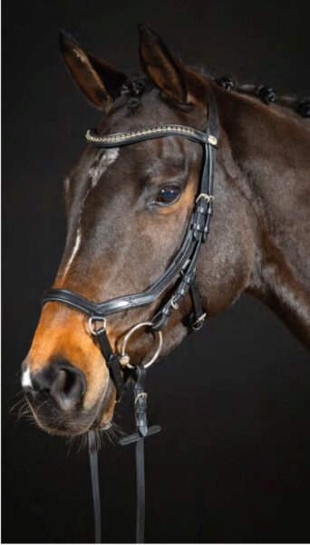 Hans Melzer Horse Equipment Trense Tokio schwarz ergonomisches Reithalfter