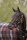 Eskadron Abschwitzdecke Fleece Check black-deep moss-merlot-ash Heritage HW 2026