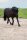 Imperial Doppellonge IRHFree Ride schwarz 20 Meter